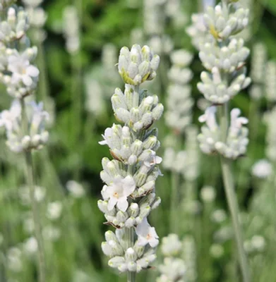 1 Plantines de Lavanda White Especial