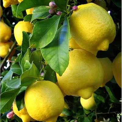 1 Árbol Limonero - eureka