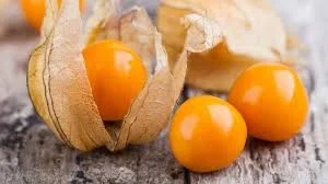 2 Plantin Physalis Golden berry
