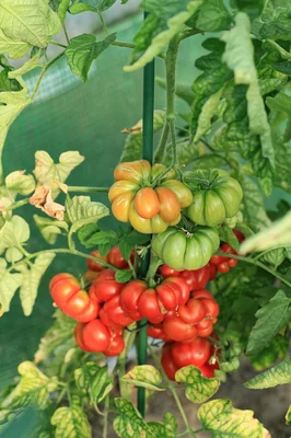 1 Plantin Tomate Especial de herencia Viaje