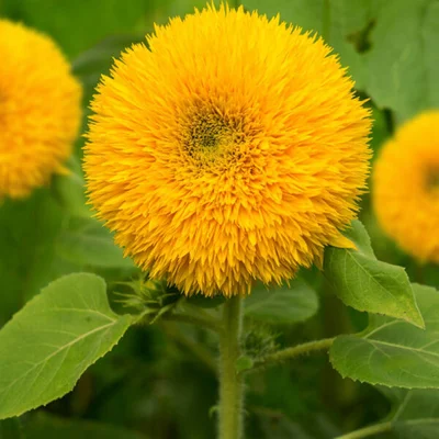 4 Plantines Girasol SunGold