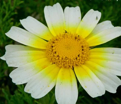 5 Plantines Crisantemo enano