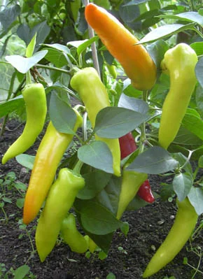 2 Plantines Aji Cristal