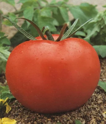 1 Plantin Tomate Normal Rojo Antiguo (Cal-Ace)