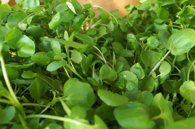 4 Plantines Berros