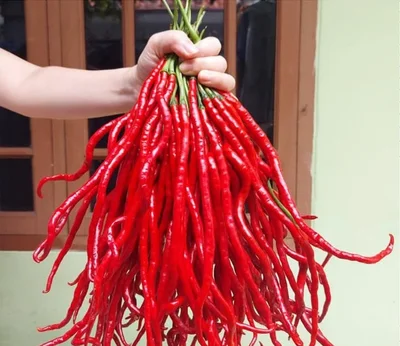 1 Plantin Aji Especial Thunder Mountain