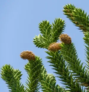 1 Gran Plantin Nativo Araucaria