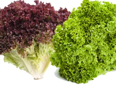 20 Plantines lechuga fina Lollo-Bionda / Marinas