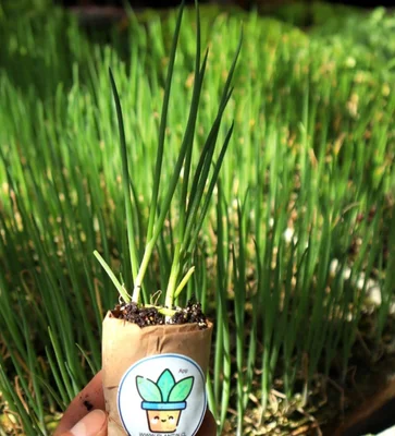 10 Plantines Cebollin