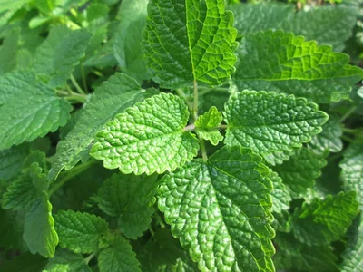 4 Plantines de Toronjil Melissa