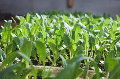 1 Plantin Alcachofa Green Glove
