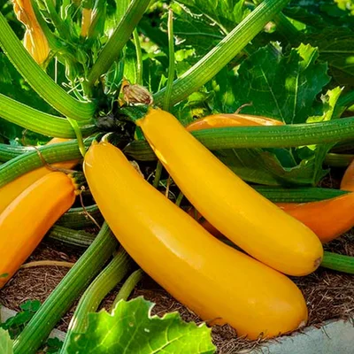1 Plantin Especial Zapallo Italiano YellowStone Amarillo