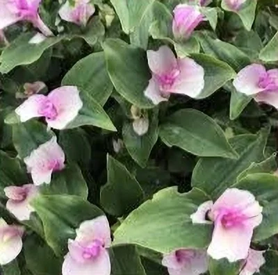 1 Plantin de Tradescantia blushing bride (interior)