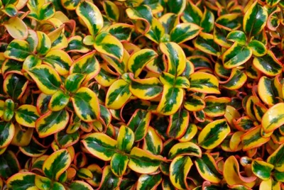 2 Plantines Coprosma Arbusto Paisajismo