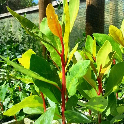 1 Gran Plantin Nativo Sagrado Canelo