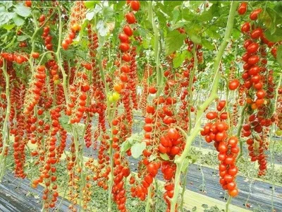 1 Plantin Especial De Herencia Tomate Datterino
