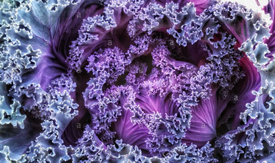 3 Plantines Repollo-Morado