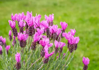 1 Plantin de Lavanda Rosa Exotica