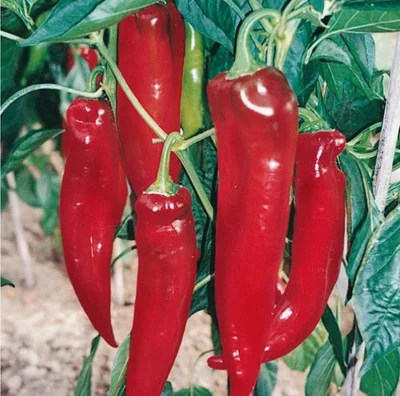 2 Plantin Aji Cacho De Cabra