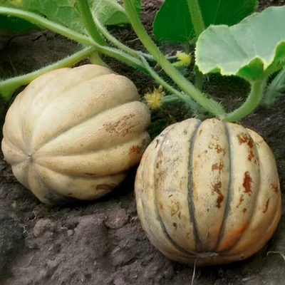 1 Plantin Melona