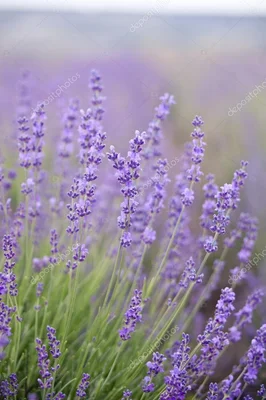 1 Plantin Lavanda Lila Exotica