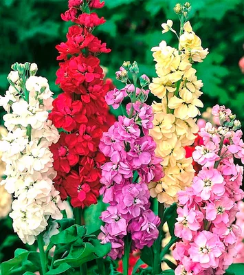 4 Plantines Alhelí