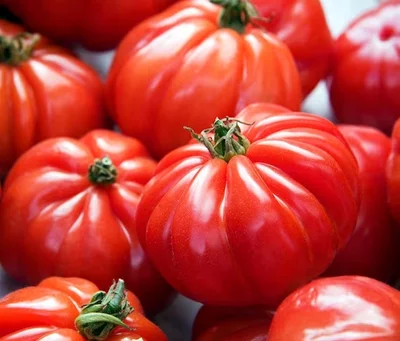 1 Plantin Tomate Rojo Limachino Marmandi