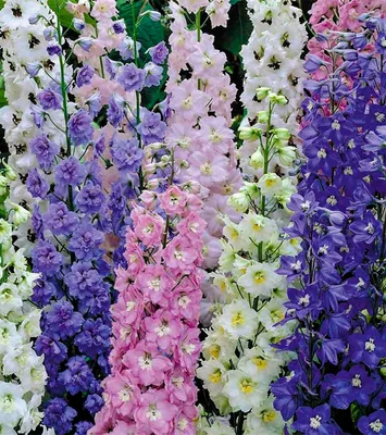 4 Plantines de Flor pajaritos