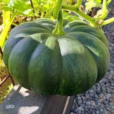 1 Plantin Zapallo Camote Muscat