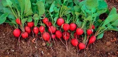 7 Plantines Rabanitos