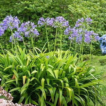 1 Plantin de Agapanto Azul