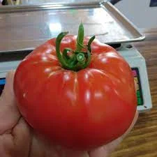 1 Plantin Tomate Margarita semi-largavida