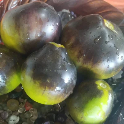 1 Plantin Tomate Especial de herencia Flander 5