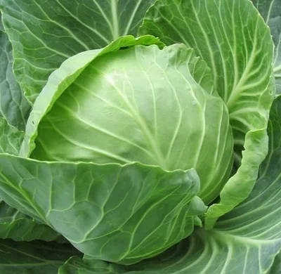 3 Plantin Repollo