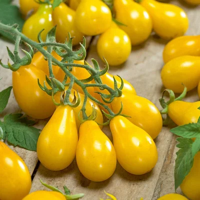 1 Plantin Tomate Cherry-Perita-Amarillo