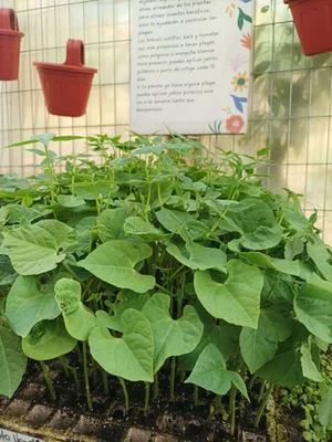 4 Plantines Porotos Verde