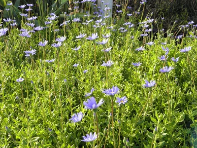 2 Plantines de Agatea Verde