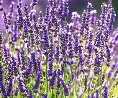 2 Plantin Lavanda Francesa-inglesa