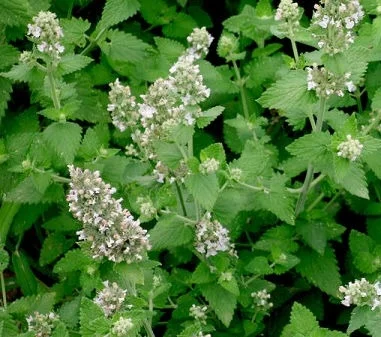 1 Plantin Menta-Gatuna Nepeta Cataria catnip (gatos)