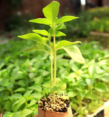 4 Plantines Albahaca Limón Exótico