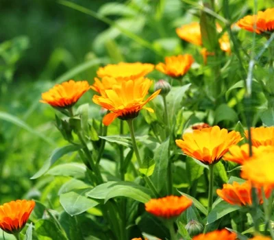 5 Plantines Flor Calendula Control-Biologico