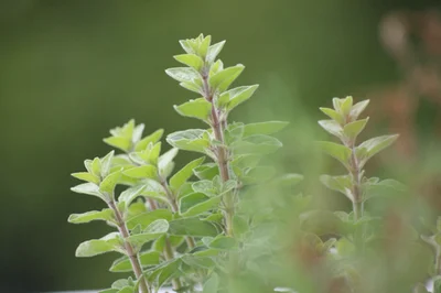 5 Plantines Oregano