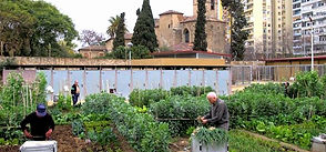 Cultivos Urbanos