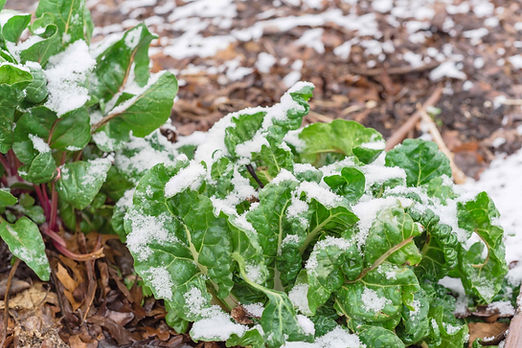 La huerta de invierno