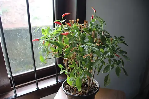 La huerta de invierno
