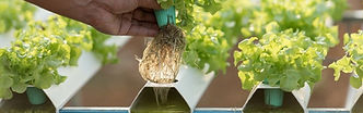 cultivo hidropónico