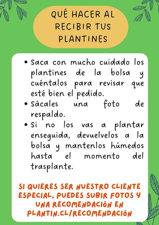 que hacer al recibir tus plantines