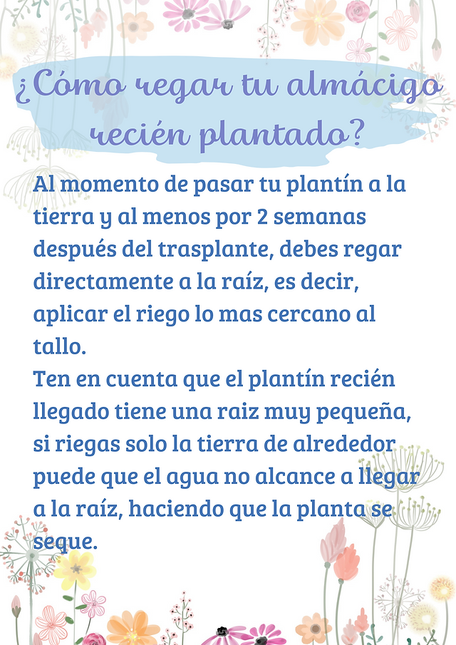 como regar tu almacigo recién plantado