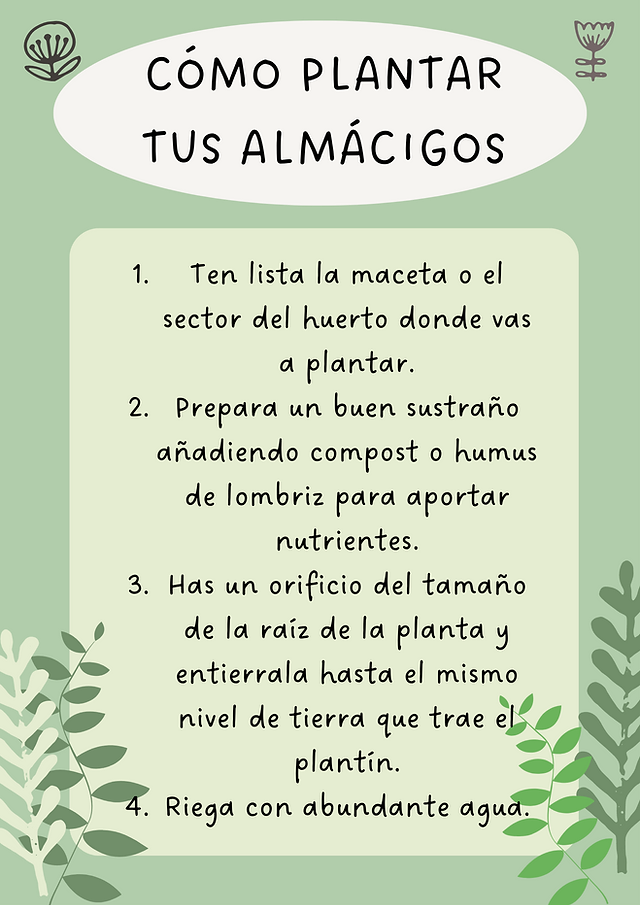 como plantar tus almácigos