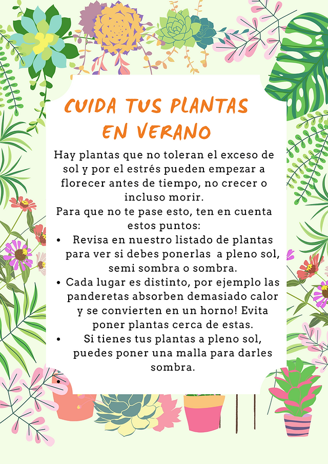cuida tus plantas en verano